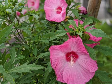 芙蓉草種植|芙蓉の育て方｜種まきや剪定、挿し木の時期と方法 